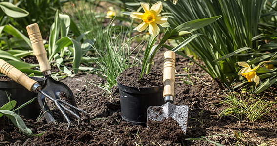 Jardinage et plantation de fleurs